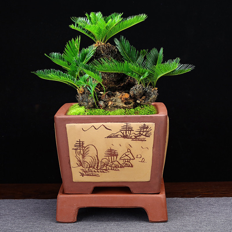 紫砂四方手工盆景陶瓷花盆家用桌面阳台透气文竹造景假山矮盆带底