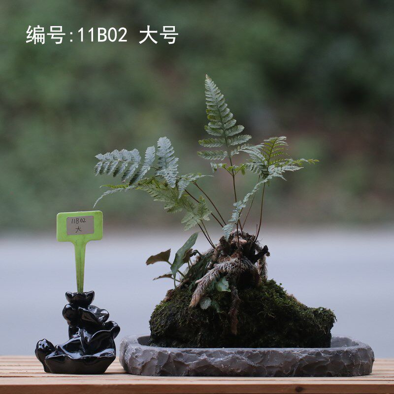 山野雅居 一物一拍吸水石狼尾蕨老桩微景喜阴耐旱易养茶桌办公室