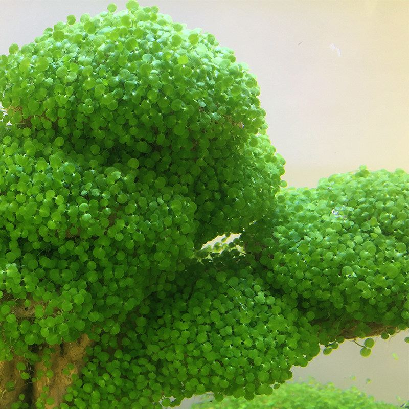 鱼缸造景小号假山装饰套餐天然水草石头草缸水族箱布景奇石观赏石