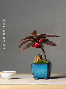 虎舌红室内盆栽植物雨林缸造景绿植桌面观叶小盆景庭院阳台果实