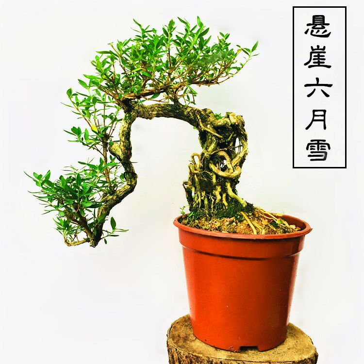 悬崖提根六月雪盆景满天星盆栽室内阳台庭院抱石开花造型高档盆景图片