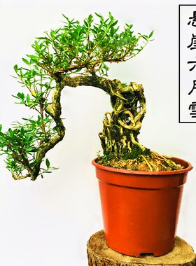 悬崖提根六月雪盆景满天星盆栽室内阳台庭院抱石开花造型高档盆景
