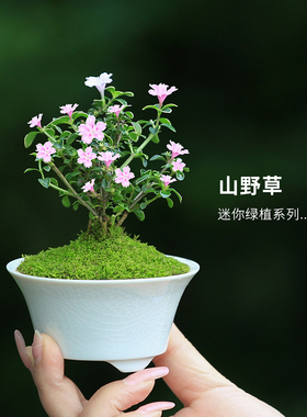 日本山野草姬杜鹃八房姬香丁木姬十二单筋骨草北美耳草六月雪绿植