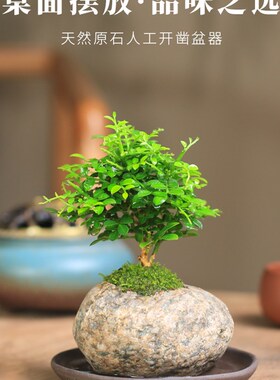 小叶九里香盆栽天然石头微型盆景室内老桩花卉绿植桌面观叶植物