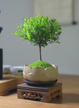 小叶赤楠盆栽迷你小盆景植物室内客厅办公室阳台桌面三叶红芽苗
