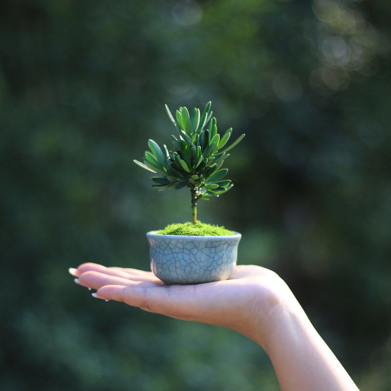 海岛菊花心罗汉松盆景办公室桌面绿植迷你摆件秋冬室内植物小盆栽