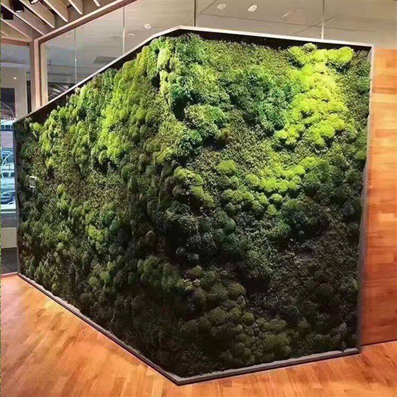 永生苔藓青苔仿真植物白发藓大灰藓室内旱景造景景观石干苔藓绿植