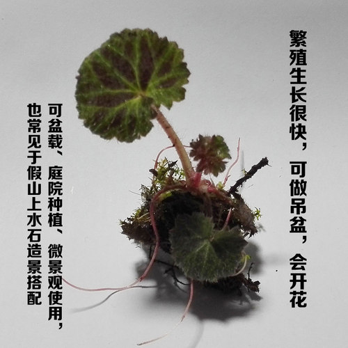 苔藓微景观 迷你网纹草 红色 森林火焰 盆栽造景DIY绿色植物包邮