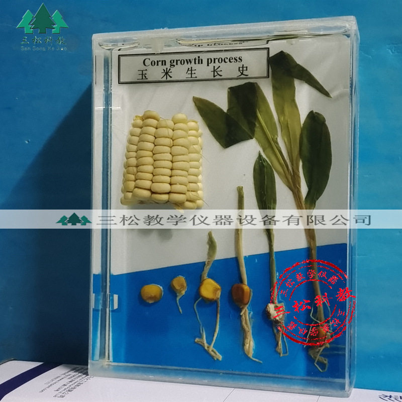 玉米生长史标本 中英文款 真实植物标本 生长过程周期教学装饰摆