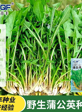 蒲公英正品特级野生种子罕见种子种植草果高产端新型各种蔬菜种子