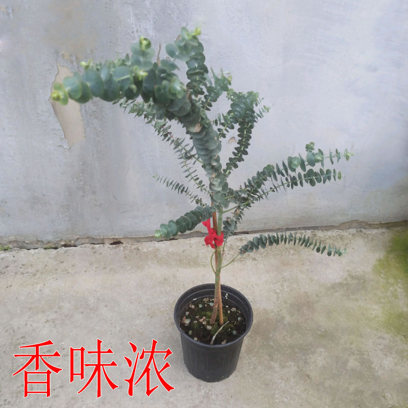 尤加利蓝宝贝盆栽北欧蓝桉树银水滴切花观叶植物卧室芳香绿植园艺