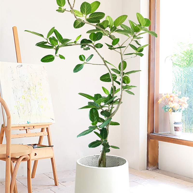高山榕青叶橡皮树盆栽室内大型绿植盆景轻奢客厅绿植大型植物落地