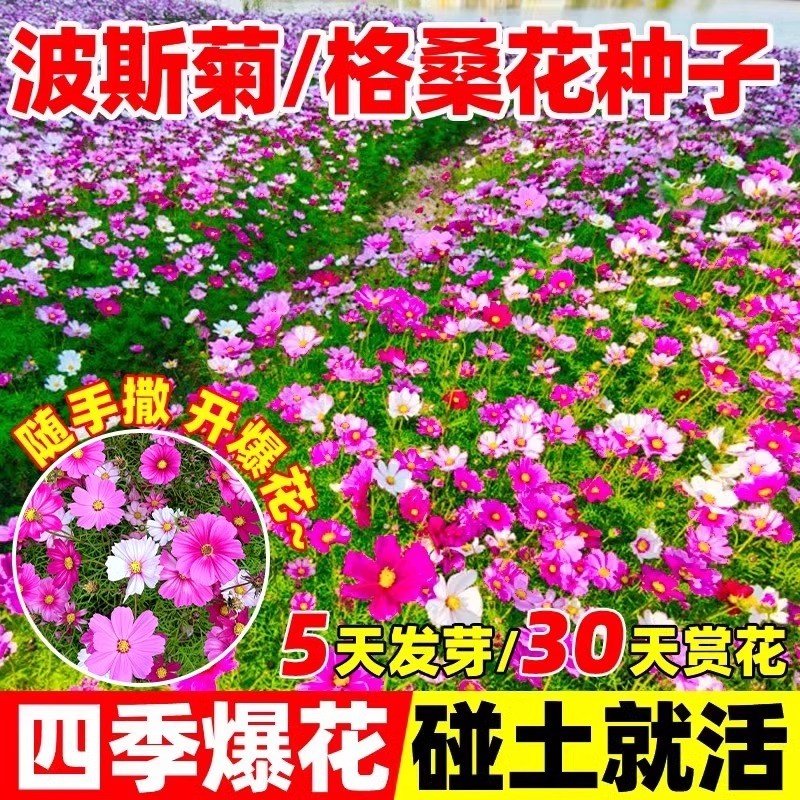 适合春天波斯菊花籽一年四季都开家庭园艺种子