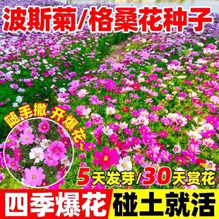 适合春天波斯菊花籽一年四季都开花格桑花天天开长春花种子养的花
