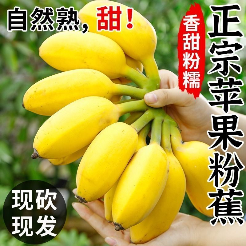 现摘特大苹果蕉粉蕉香蕉芭蕉新鲜水果当季整箱西贡蕉不打药不催熟