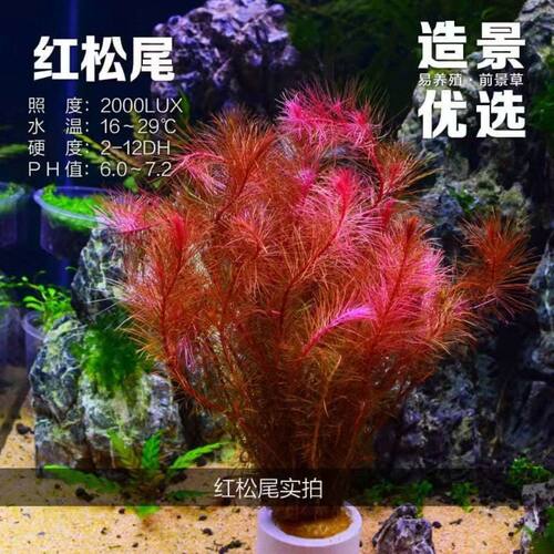 红松尾鱼缸真水草红色水草水族箱造景草中后景有茎类增氧淡水植物