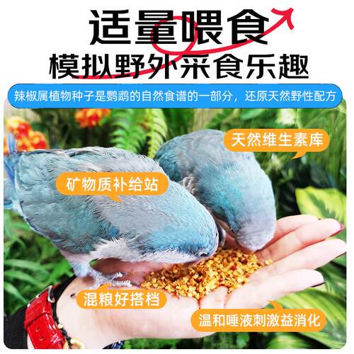 开元鹦鹉油葵黑瓜子鹦鹉鸟粮饲料牡丹鸟食小太阳鹦鹉加纳利子零食