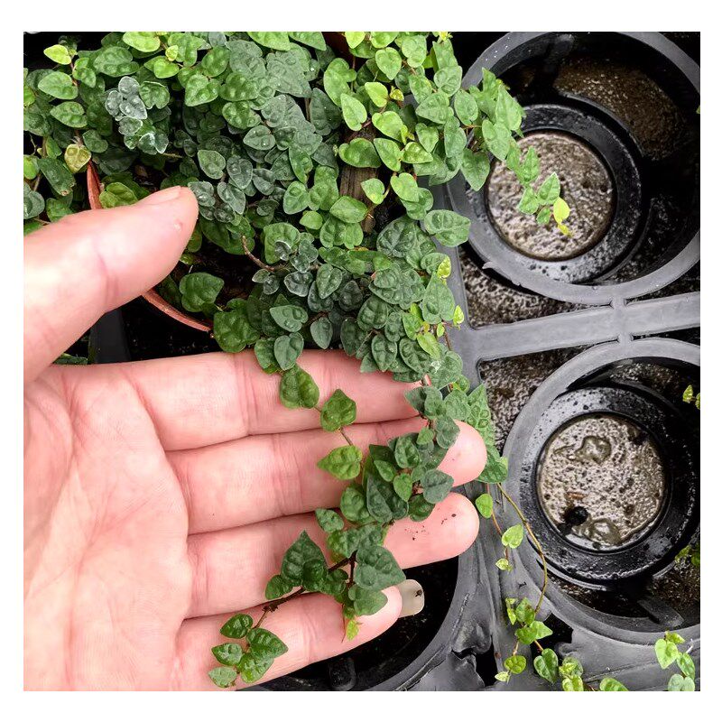 黄缘乌龟水陆缸造景植物小叶霹雳雨林缸攀爬植物生态匍匐生长绿植