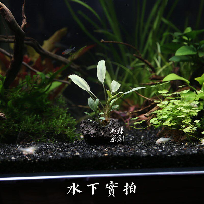 孔穴新款淡水定植咖啡椒草阴性易养斗鱼短鲷原生中前景真活水草
