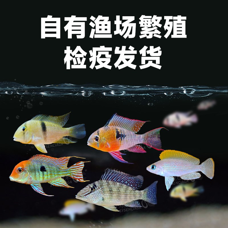 坦湖黄帆天堂鸟钻石藩王蓝霞马面黄金棋盘三湖慈鲷热带观赏鱼短鲷