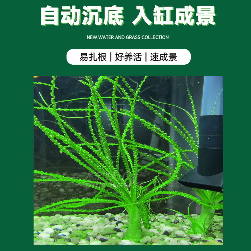 玻璃浪草气泡王草大型稀有水草大卷浪老虎椒草缸鱼缸造景后景好养