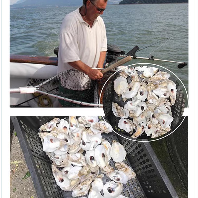 鱼缸蚝壳滤材鱼池牡蛎壳锦鲤生蚝壳滤材过滤材料钙水稳定PH值净化