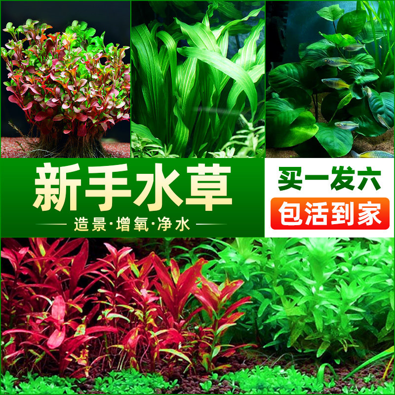 水草植物鱼缸造景莫斯阴性水榕沉木蜈蚣绿菊水培新手冒泡真草套餐