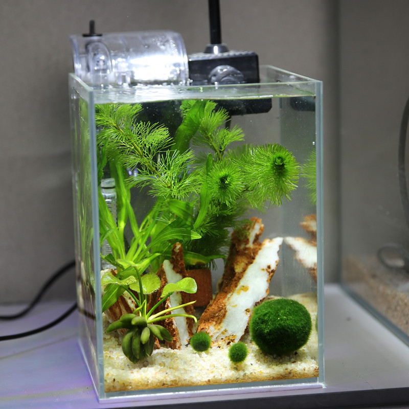【萌物】绿藻球爱情可爱绿藻球桌面生态鱼缸装饰造景虾缸水草瓶养