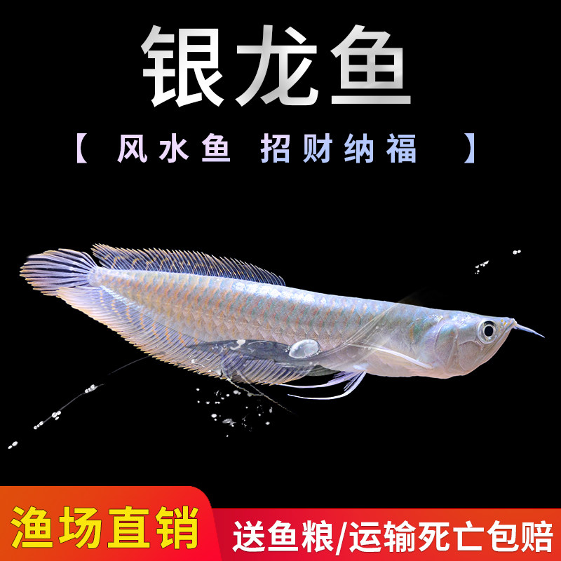 银龙鱼风水鱼观赏鱼热带淡水鱼招洒水/浇水壶