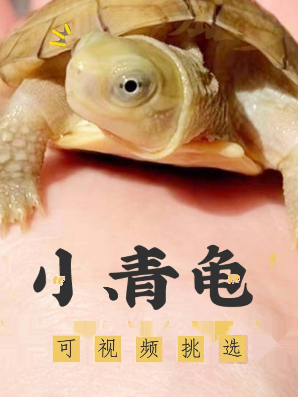 【龟场直发】小青黄喉拟水龟苗乌龟活体发色龟招财龟纯正三黄小青