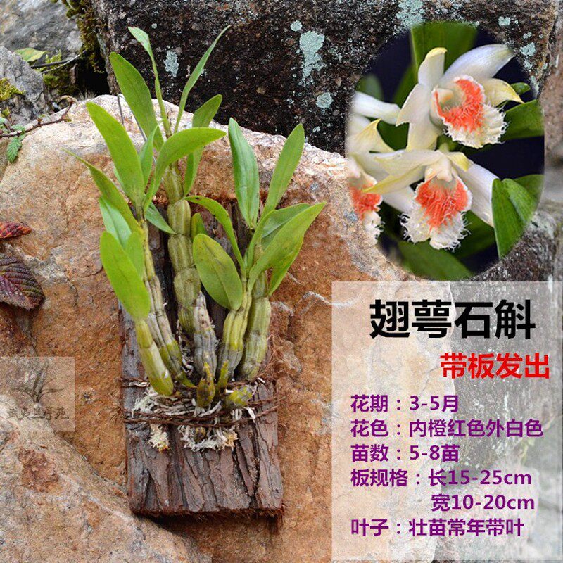 带花苞 黑毛石斛 翅鄂翅萼石斛丛苗室内盆栽绿植物多肉好养浓香型
