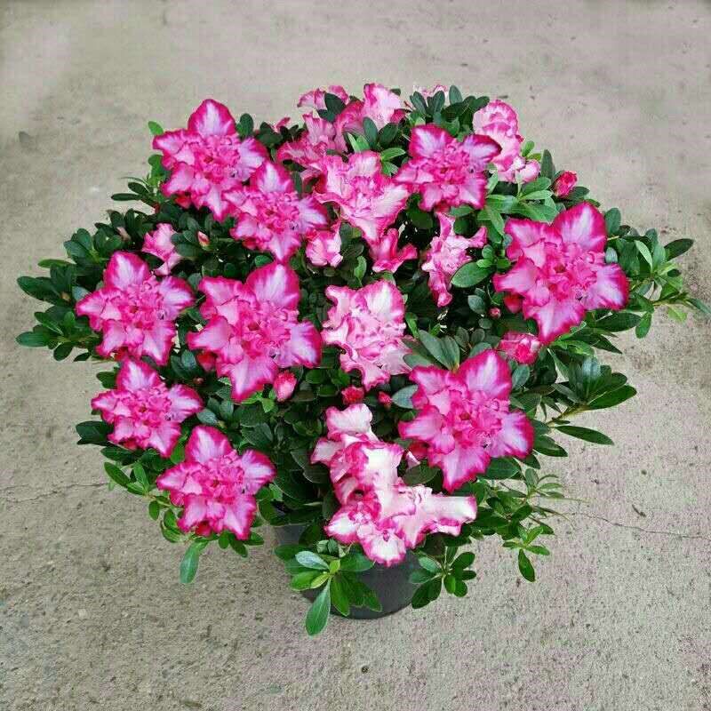 。四季开花映山红杜鹃花苗盆栽室内庭院植物杜娟花状盆带花苞发