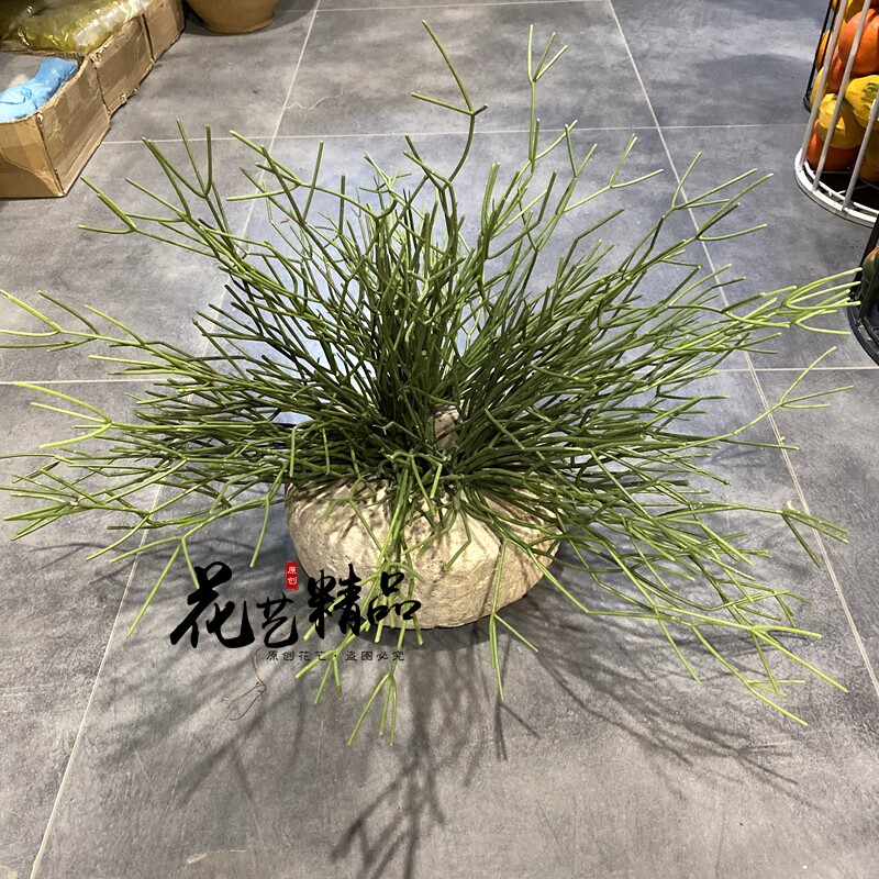丝苇珊瑚枝斑节松萝铁兰 垂吊植物绿植造景 丝苇蕨软装设计铁线蕨