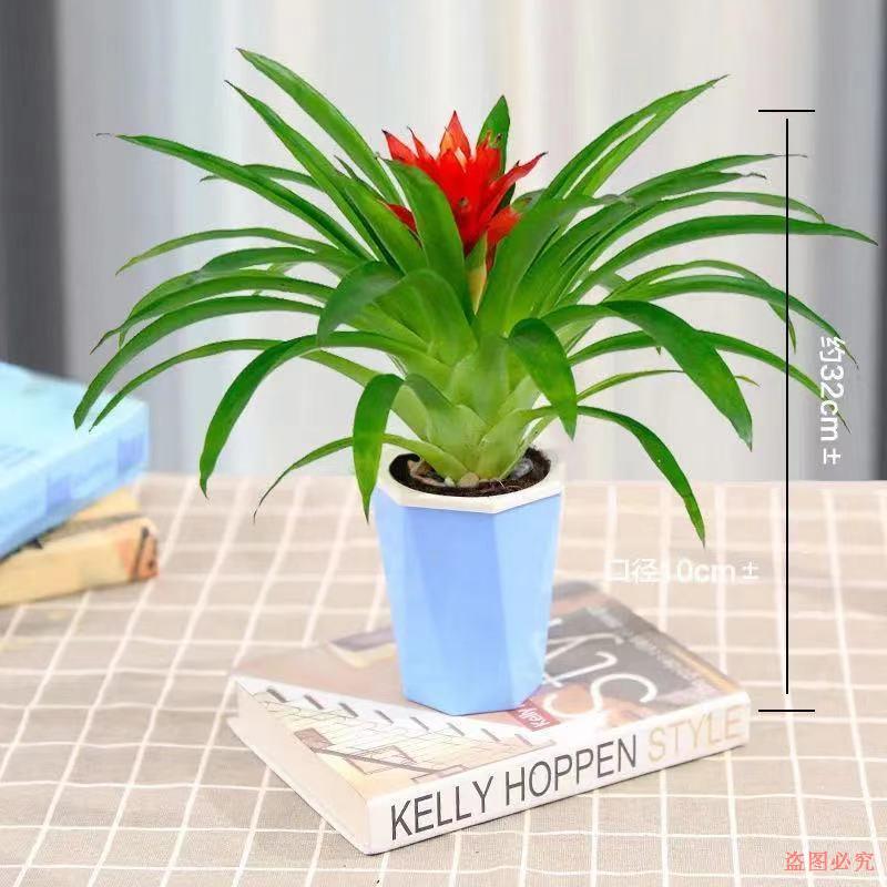 【鸿运当头】小红星盆栽四季开花室内办公室水培植物绿植鲜花凤梨