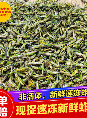 贵州特产现捉野生蚱蜢新鲜蚂蚱冰冻蚱蜢稻蝗虫250克装满500克包邮