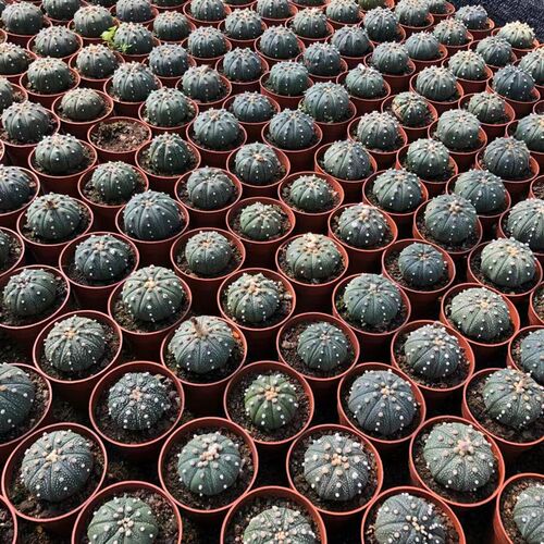 星兜实生无刺仙人球新款客厅阳台多肉植物趣味易养会开花绿植盆栽