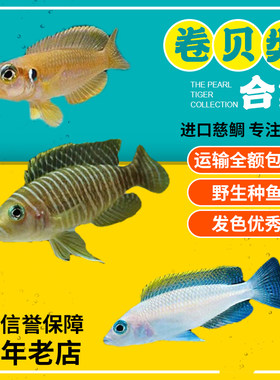 观赏鱼 三湖慈鲷鱼 专用盐稳定PH水质杀菌 海水可用 促进繁殖发色