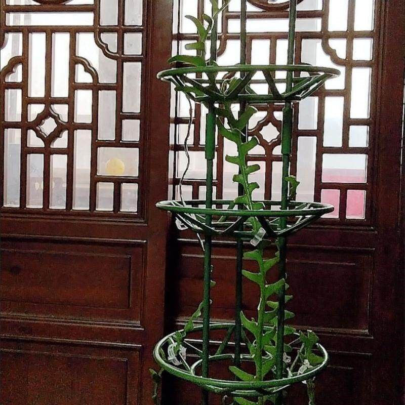 花卉支架蟹爪兰花架开口园艺爬藤架结实支撑架多层花托图片