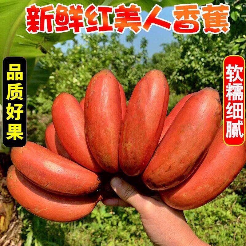福建红美人香蕉漳州红皮香蕉红芭蕉自然熟甜当季水果新鲜现摘整箱