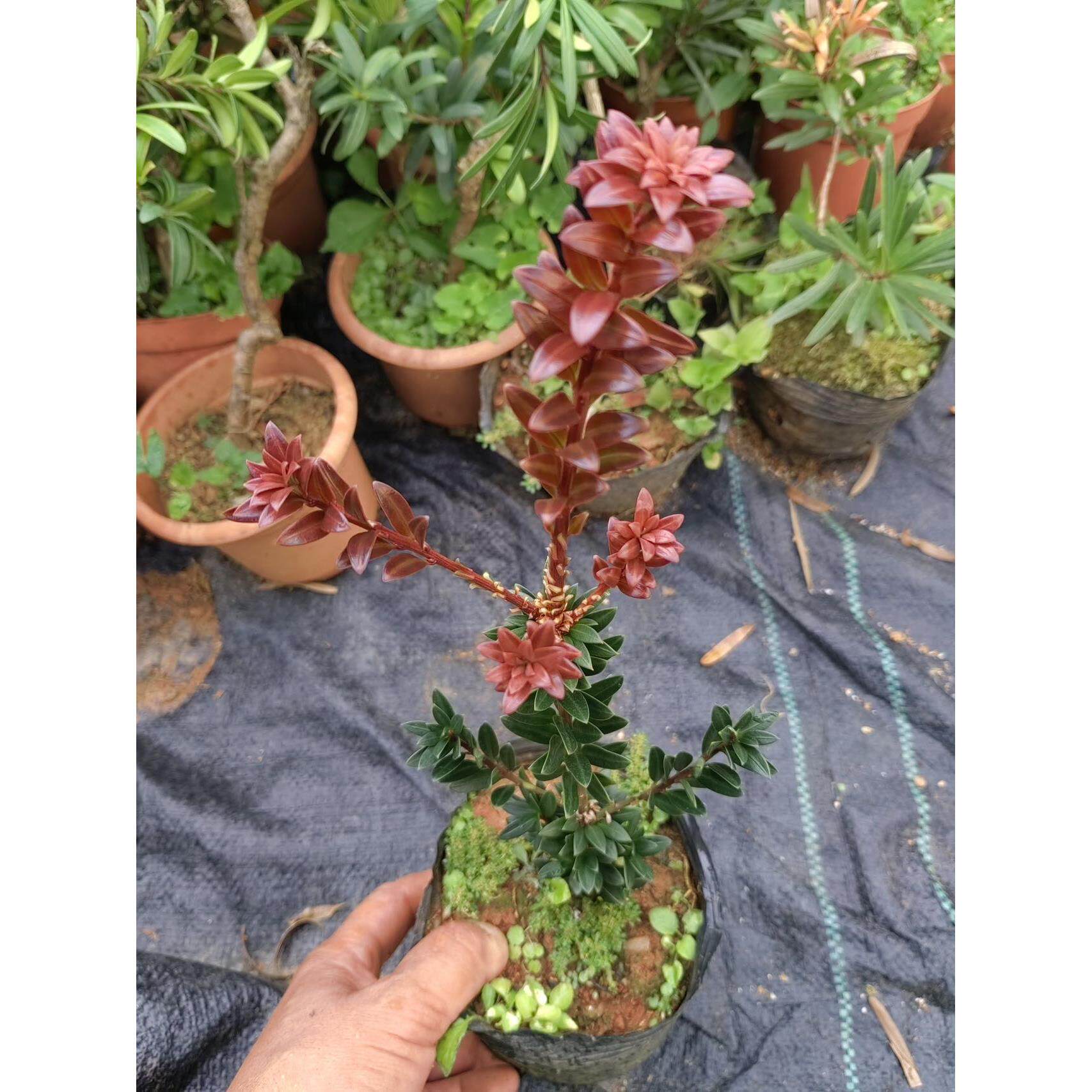 红红韵珍珠罗松IPT原生苗芽珍罗汉珠松树汉苗原生杯苗
