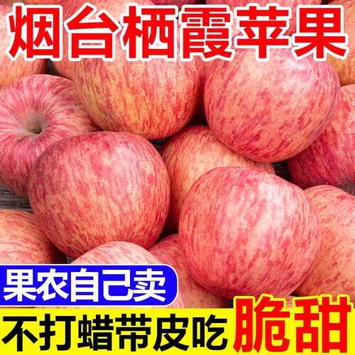 产地直发正宗烟台红富士苹果整箱批发新鲜水果脆甜好吃正宗
