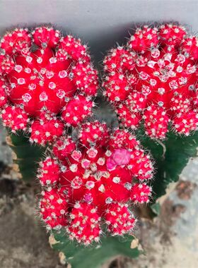 多肉植物仙人球彩色萌趣球胭脂红室内好养绿植盆栽花卉吸甲醛包邮