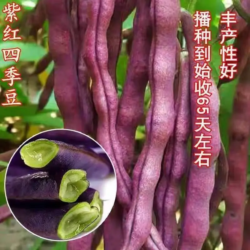 【下单立减50】八月忙大灰狼豆角耐寒耐热高产彩色芸豆角种子_YB