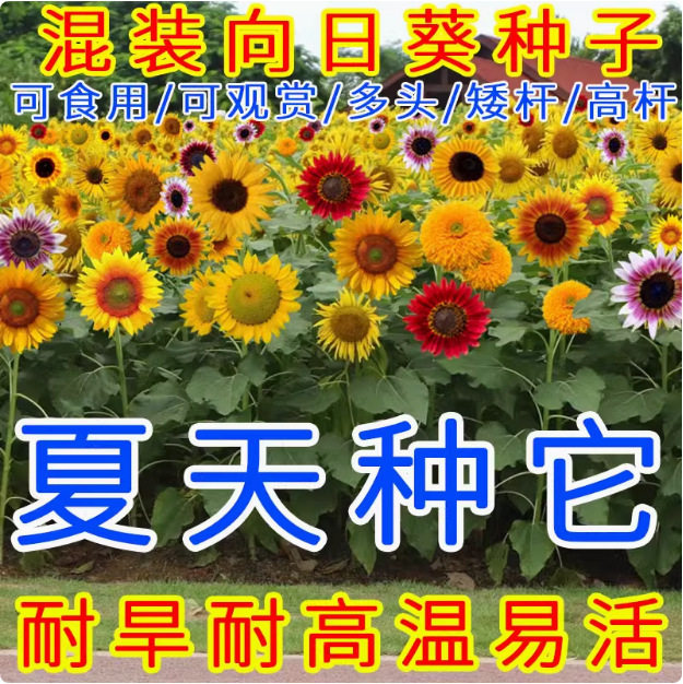 【下单立减50】向日葵种孑花种籽子四季播种开花观赏盆栽庭院_Y01