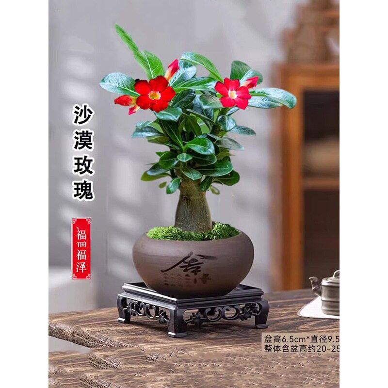 【下单立减50】沙漠玫瑰花卉庭院客厅阳台露台绿植好养小花卉Y01