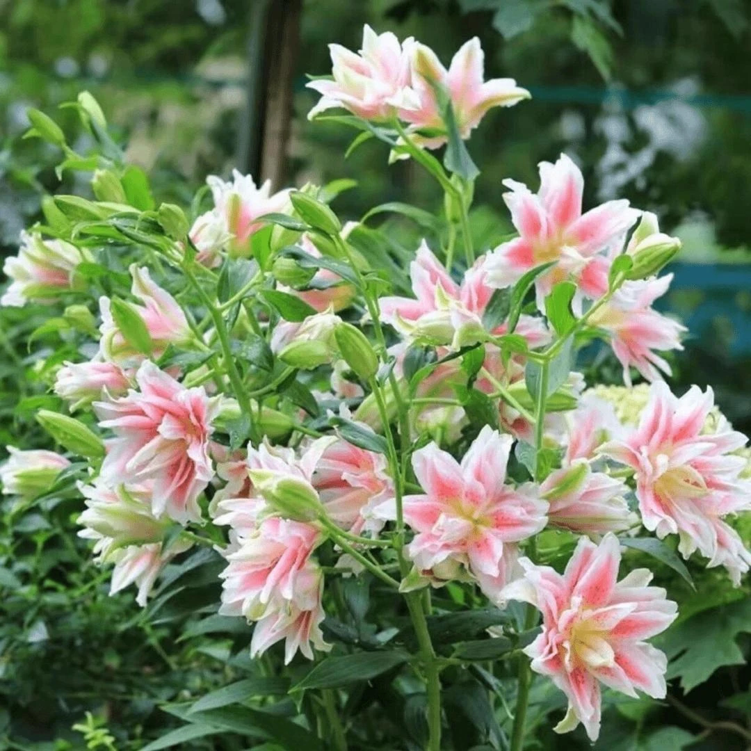 【下单立减50】香水百合花种球带芽四季易活绿植花卉百合盆栽YB
