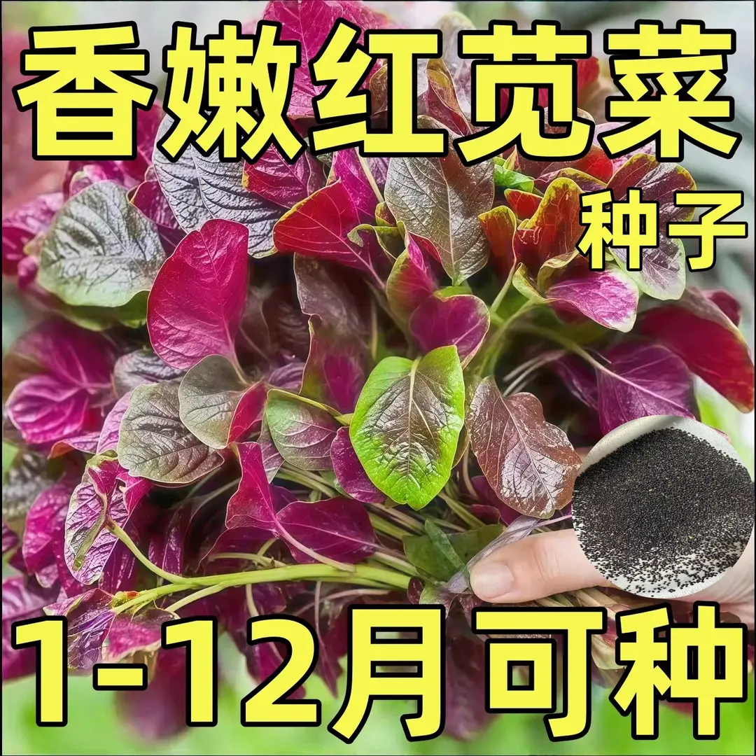 【下单立减50】红柳叶苋菜种籽四季圆叶野菜苋菜大叶阳台蔬菜JK