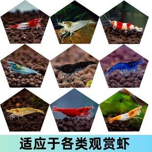 沉底观赏虾高蛋白饲料高钙鳌虾幼虾水晶虾粮锦鲤金鱼混养下沉鱼粮