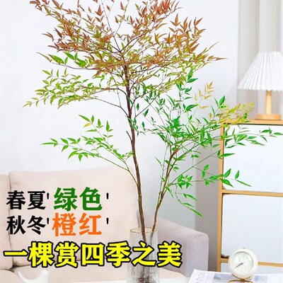 南天竹盆栽水培绿植物火焰红水养室内花卉蓝天竹吊钟马醉木南天竺