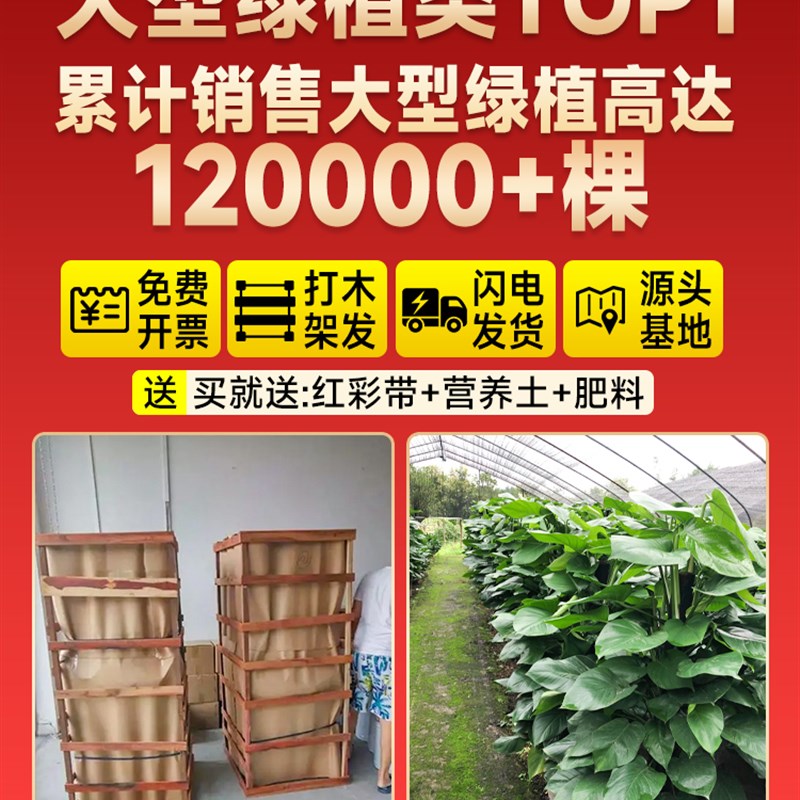 绿箩柱盆栽室内客厅大型花盆绿植乔迁新居吸除去新房甲醛绿萝植物